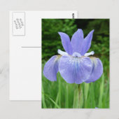 Carte Postale Joli bleu Indigo Sibérien Fleur d'Iris (Devant / Derrière)