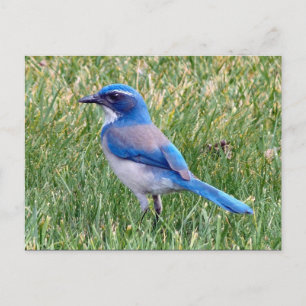 Carte Postale Joli Blue Scrub Jay Bird Photo