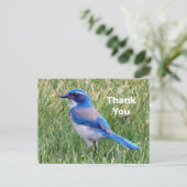 Carte Postale Joli Blue Scrub Jay Bird Photo Merci (Debout devant)