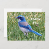Carte Postale Joli Blue Scrub Jay Bird Photo Merci (Devant / Derrière)