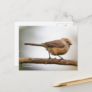 Carte Postale Joli Bushtit sur l'arbre hybride aux fruits