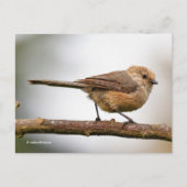 Carte Postale Joli Bushtit sur l'arbre hybride aux fruits (Devant)