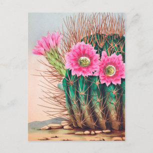 Carte Postale joli cactus