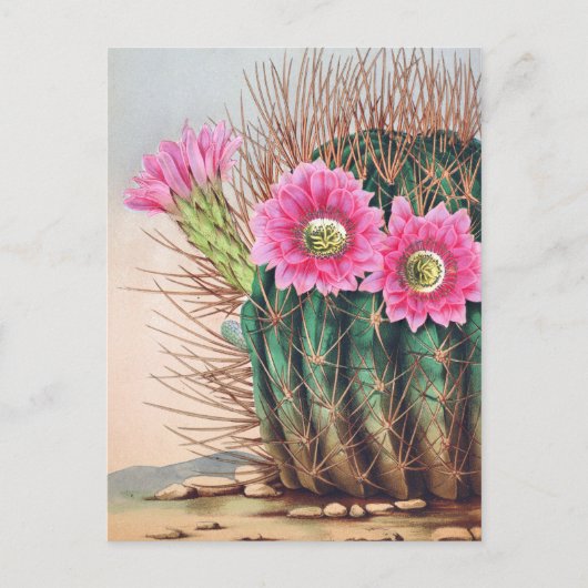 Carte Postale joli cactus (Devant)