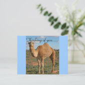 Carte Postale Joli Camel (Debout devant)