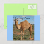 Carte Postale Joli Camel (Devant / Derrière)
