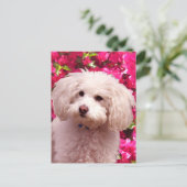 Carte Postale Joli Caniche (Debout devant)