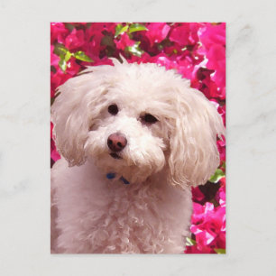 Carte Postale Joli Caniche