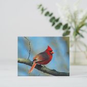 Carte Postale Joli Cardinal Rouge Photo (Debout devant)