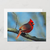 Carte Postale Joli Cardinal Rouge Photo (Devant / Derrière)