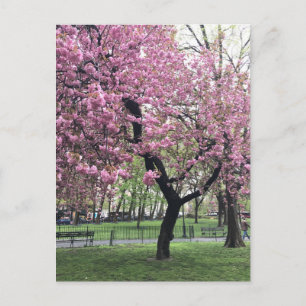 Carte Postale Joli cerisier rose Fleur Arbre NYC New York City