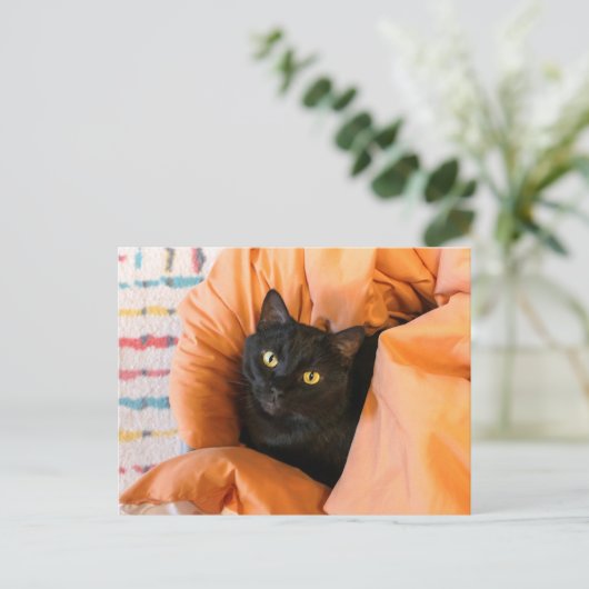 Carte Postale Joli Chat Noir (Debout devant)