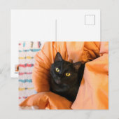 Carte Postale Joli Chat Noir (Devant / Derrière)
