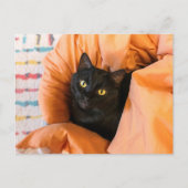 Carte Postale Joli Chat Noir (Devant)