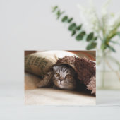 Carte Postale Joli chat qui se cache sous la couverture (Debout devant)