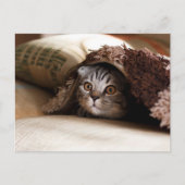 Carte Postale Joli chat qui se cache sous la couverture (Devant)