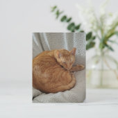 Carte Postale Joli Chat Roux Endormi (Debout devant)