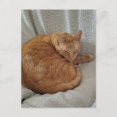 Carte Postale Joli Chat Roux Endormi (Devant)