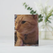 Carte Postale Joli chat roux endormi (Debout devant)