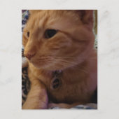 Carte Postale Joli chat roux endormi (Devant)