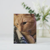 Carte Postale Joli chat roux endormi (Debout devant)