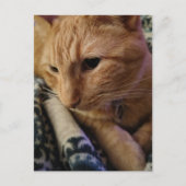 Carte Postale Joli chat roux endormi (Devant)