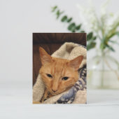 Carte Postale Joli chat roux endormi dans une couverture (Debout devant)