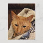 Carte Postale Joli chat roux endormi dans une couverture (Devant)