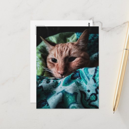Carte Postale Joli Chat Roux Tabby Mignon (Devant/Arrière en situation)