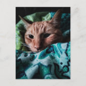 Carte Postale Joli Chat Roux Tabby Mignon (Devant)