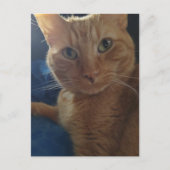 Carte Postale Joli Chat Roux Tabby Mignon (Devant)