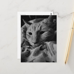 Carte Postale Joli Chat Roux Tabby Mignon Noir et Blanc