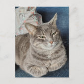 Carte Postale Joli chat tabby gris (Devant)