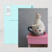 Carte Postale joli chaton en pot plante (Devant / Derrière)