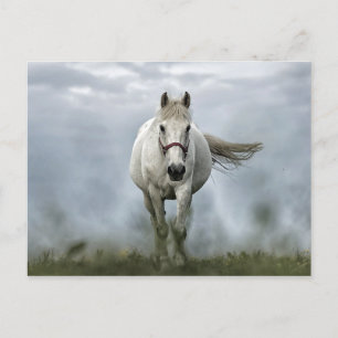 Carte Postale Joli Cheval Blanc Nuage Photo