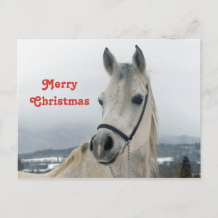Carte Postale Joli Cheval Blanc Photo Noël