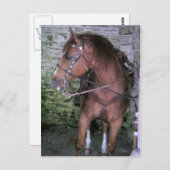 Carte Postale Joli cheval Brown (Devant / Derrière)