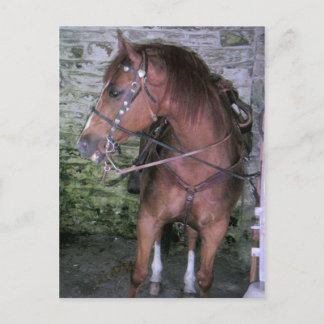 Carte Postale Joli cheval Brown