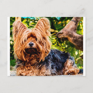 Carte Postale Joli Chien Animal Familier Yorkie Paix Amour Desti