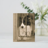 Carte Postale Joli chien Border Collie (Debout devant)