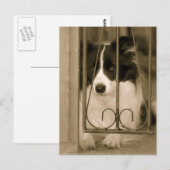Carte Postale Joli chien Border Collie (Devant / Derrière)