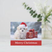 Carte Postale Joli Chien Chien Chien Chien Chien Chien Santa Cha (Debout devant)