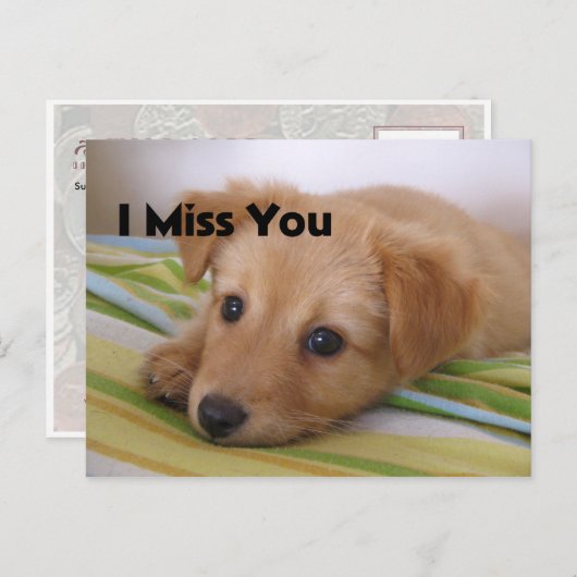 Carte Postale Joli chien chiot (Devant / Derrière)