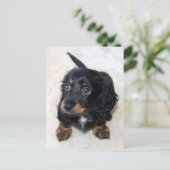 Carte Postale Joli Chien chiot noir Dachshund (Debout devant)