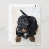 Carte Postale Joli Chien chiot noir Dachshund (Devant / Derrière)
