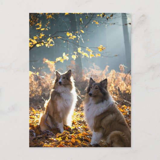 Carte Postale Joli chien Collie (Devant)
