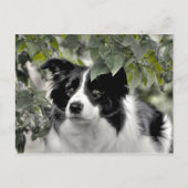 Carte Postale Joli chien dans le bois vert feuillus (Devant)