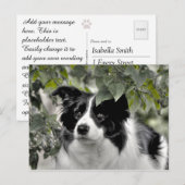 Carte Postale Joli chien dans un sous-bois feuillu (Devant / Derrière)