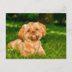 Carte Postale Joli chien Shih Tzu couché dans l'herbe verte
