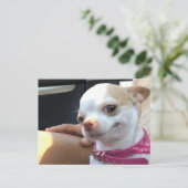 Carte postale Joli Chihuahua Chig Meme (Debout devant)